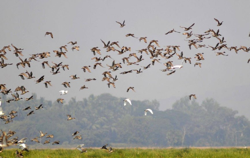 Dr. Bhimrao Ambedkar Bird Wildlife Sanctuary, Pratapgarh (Belha), Uttar Pradesh - Vushii.com